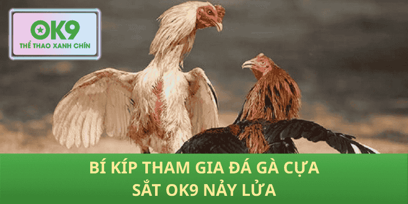 Bí Kíp Tham Gia Đá Gà Cựa Sắt OK9 Nảy Lửa