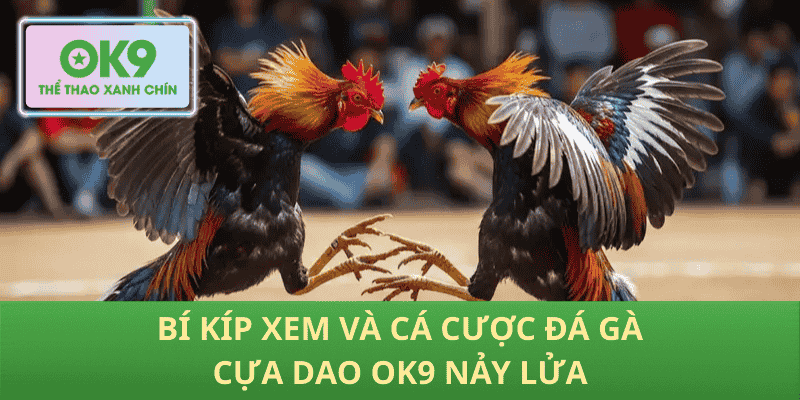 Bí Kíp Xem Và Cá Cược Đá Gà Cựa Dao OK9 Nảy Lửa