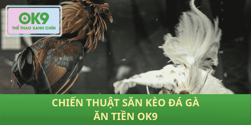 Chiến Thuật Săn Kèo Đá Gà Ăn Tiền OK9