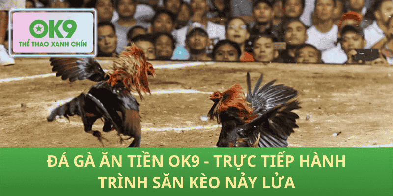 Đá Gà Ăn Tiền OK9: Trận Kịch Tính, Tỷ Lệ Cược Cực Hấp Dẫn Cho Bet Thủ