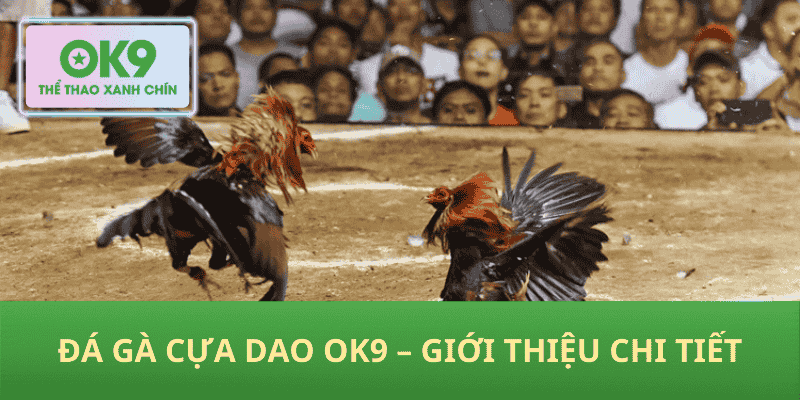 Đá Gà Cựa Dao OK9 – Giới Thiệu Chi Tiết