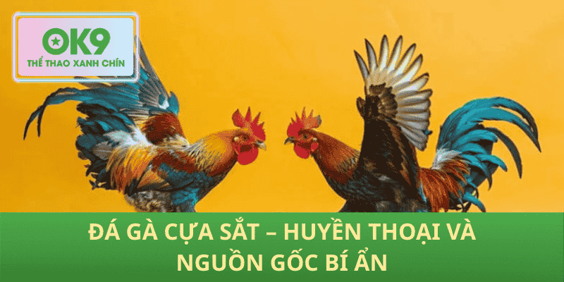 Đá Gà Cựa Sắt – Huyền Thoại Và Nguồn Gốc Bí Ẩn