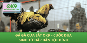 Đá Gà Cựa Sắt OK9 – Trận Chiến Sinh Tử Kịch Tính Tột Đỉnh