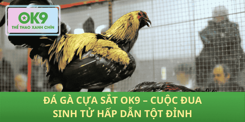 Đá Gà Cựa Sắt OK9 – Trận Chiến Sinh Tử Kịch Tính Tột Đỉnh