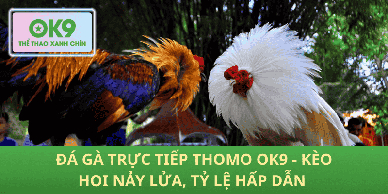 Đá Gà Trực Tiếp Thomo OK9 – Trận Kịch Tính, Tỷ Lệ Cược Cực Hấp Dẫn