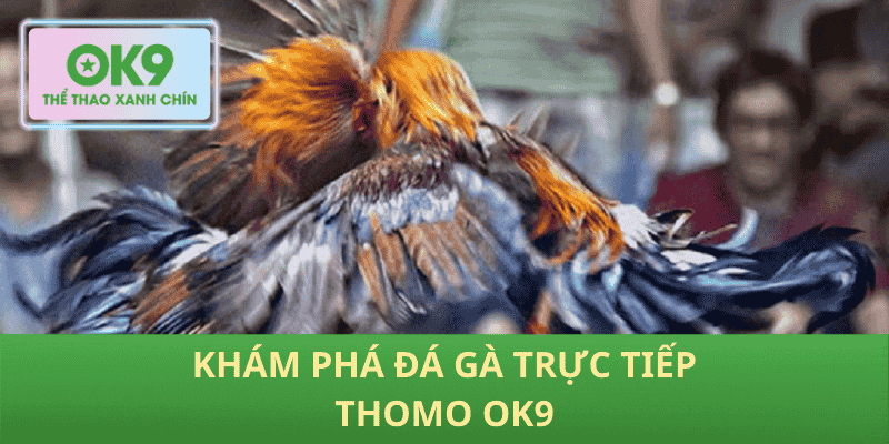 Khám Phá Đá Gà Trực Tiếp Thomo OK9