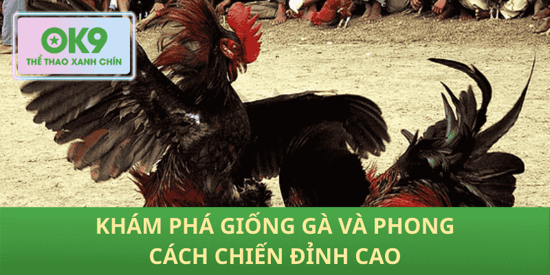 Khám Phá Giống Gà Và Phong Cách Chiến Đỉnh Cao