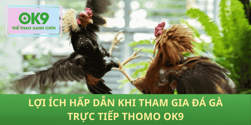 Lợi Ích Hấp Dẫn Khi Tham Gia Đá Gà Trực Tiếp Thomo OK9